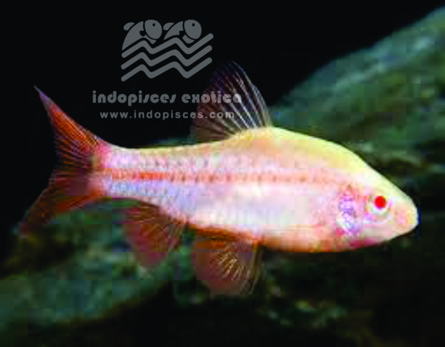 Capoeta Arulius Albino